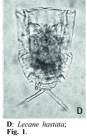 Lecane hastata
