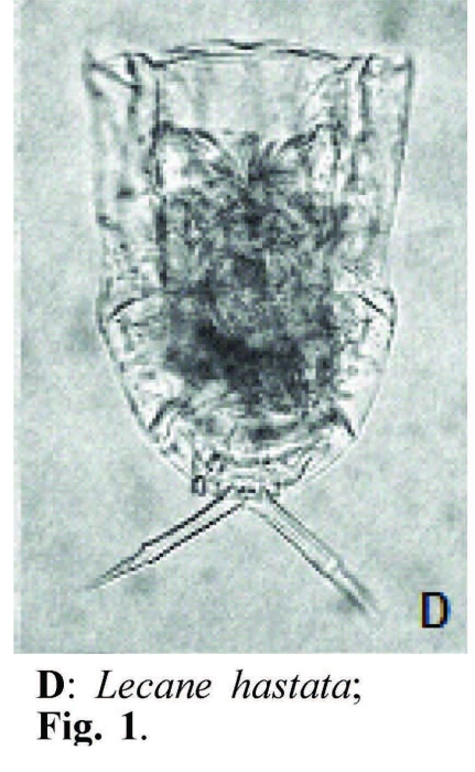 Lecane hastata