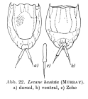 Lecane hastata