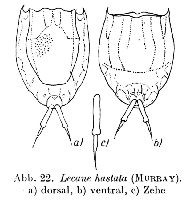 Lecane hastata