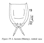 Lecane hastata