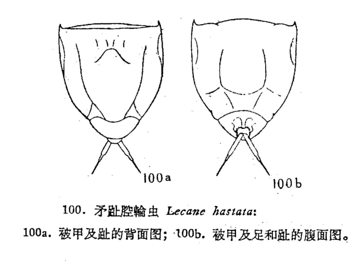 Lecane hastata
