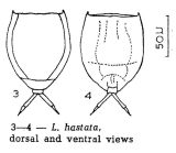 Lecane hastata