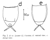 Lecane hastata