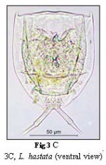 Lecane hastata