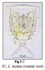 Lecane hastata