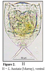 Lecane hastata