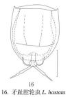 Lecane hastata