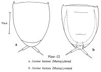 Lecane hastata