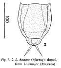 Lecane hastata