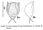 Lecane hastata