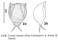 Lecane hastata