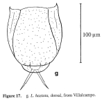 Lecane hastata