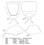 Lecane hastata