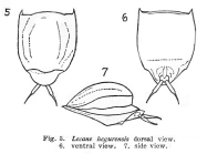 Lecane hegurensis - Original description image