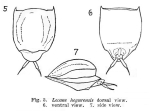 Lecane hegurensis