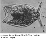 Lecane herzigi