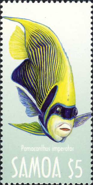Pomacanthus imperator Pomacanthus imperator
