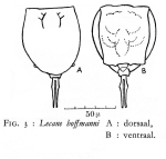 Lecane hoffmanni