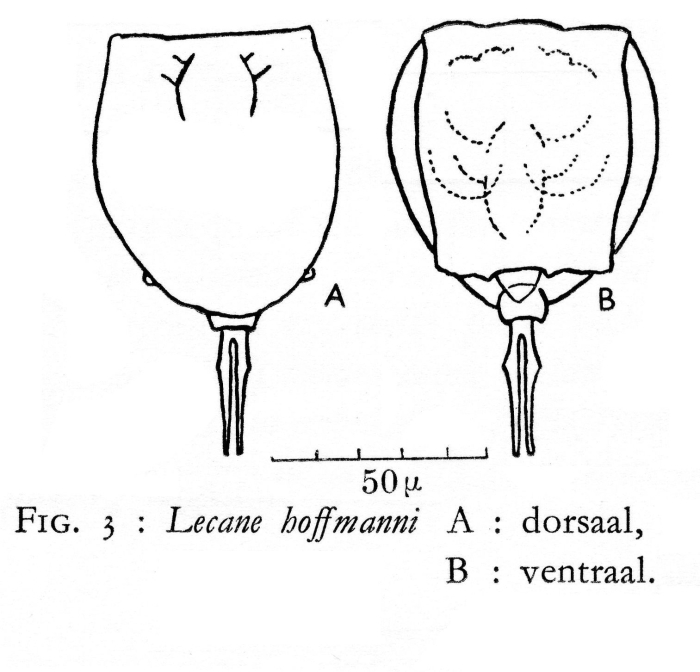 Lecane hoffmanni Lecane hoffmanni