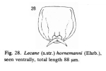 Lecane hornemanni