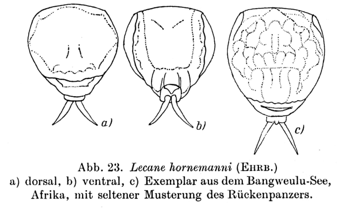 Lecane hornemanni Lecane hornemanni