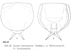 Lecane hornemanni