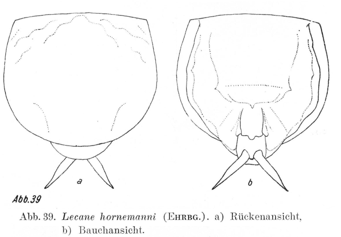 Lecane hornemanni Lecane hornemanni