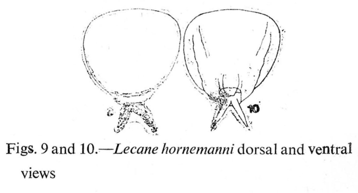 Lecane hornemanni Lecane hornemanni