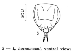 Lecane hornemanni