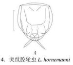 Lecane hornemanni