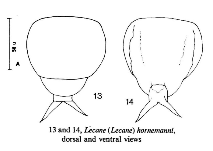 Lecane hornemanni Lecane hornemanni
