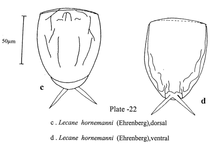 Lecane hornemanni Lecane hornemanni