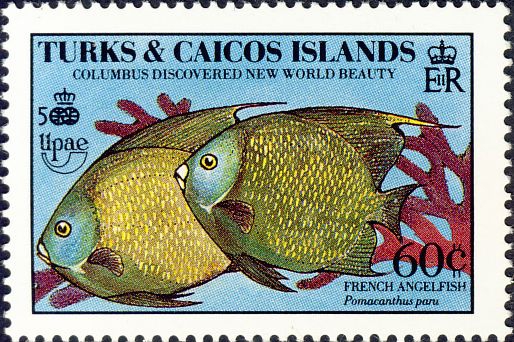 Pomacanthus paru Pomacanthus paru