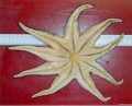 Echinodermata (echinoderms)