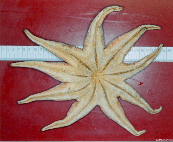 Solaster endeca (Linnaeus, 1771) Solaster endeca (Linnaeus, 1771)