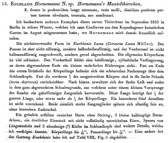 Lecane hornemanni - Original description image