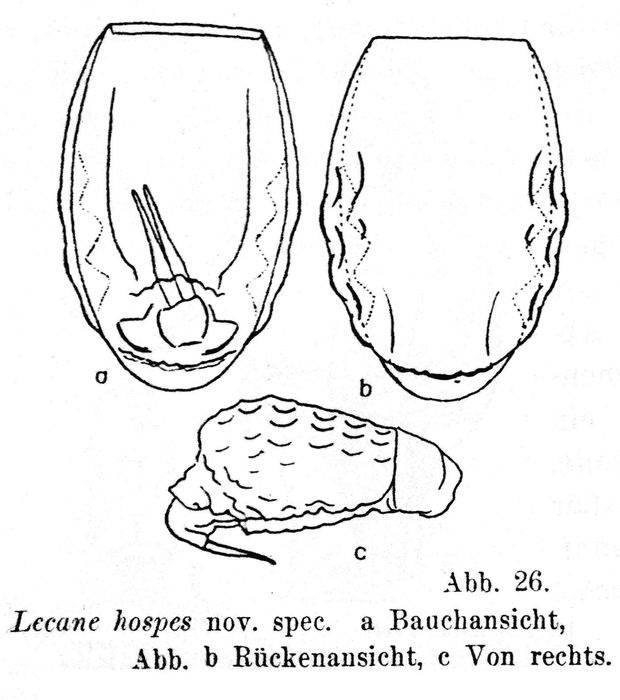 Lecane hospes - Original description image