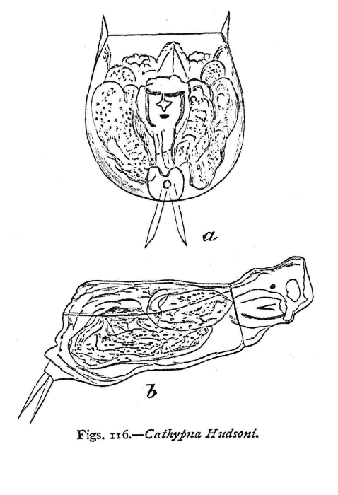 Lecane hudsoni - Original description image