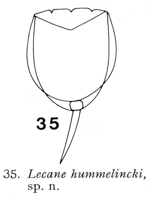Lecane hummelincki - Original description image