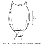 Lecane ichthyoura