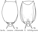 Lecane ichthyoura