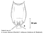 Lecane ichthyoura