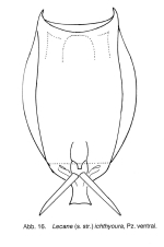 Lecane ichthyoura