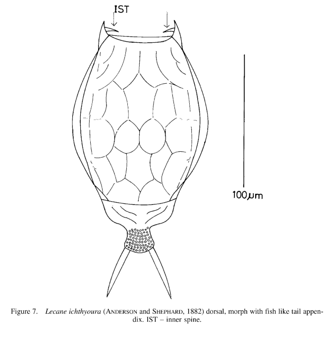 Lecane ichthyoura