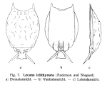 Lecane ichthyoura