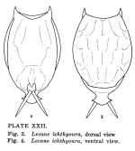 Lecane ichthyoura