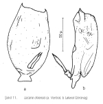 Lecane ichthyoura