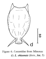 Lecane ichthyoura