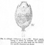 Lecane ichthyoura - Original description image